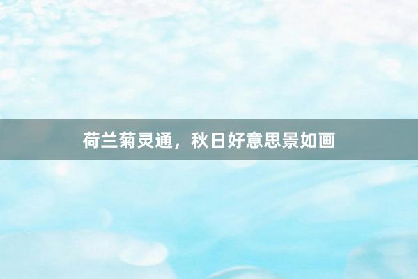 荷兰菊灵通，秋日好意思景如画